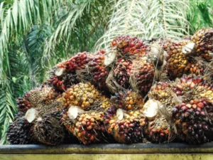 Smart Plantation Inovasi Perkebunan Kelapa Sawit