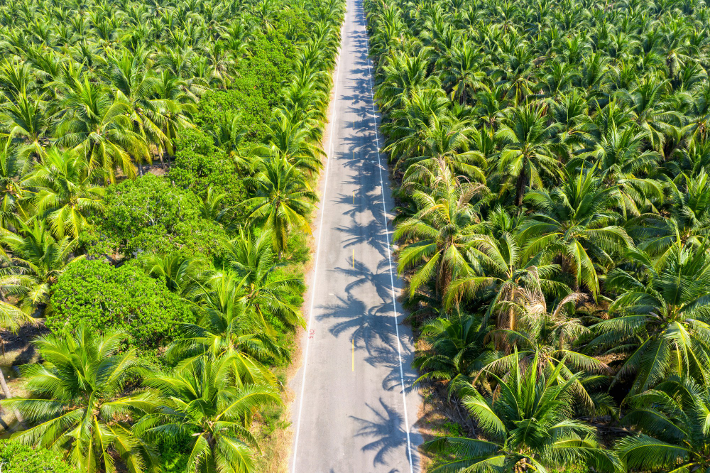 Smart Plantation Inovasi Perkebunan Kelapa Sawit